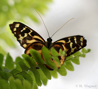 Harmonia Tiger-Wing